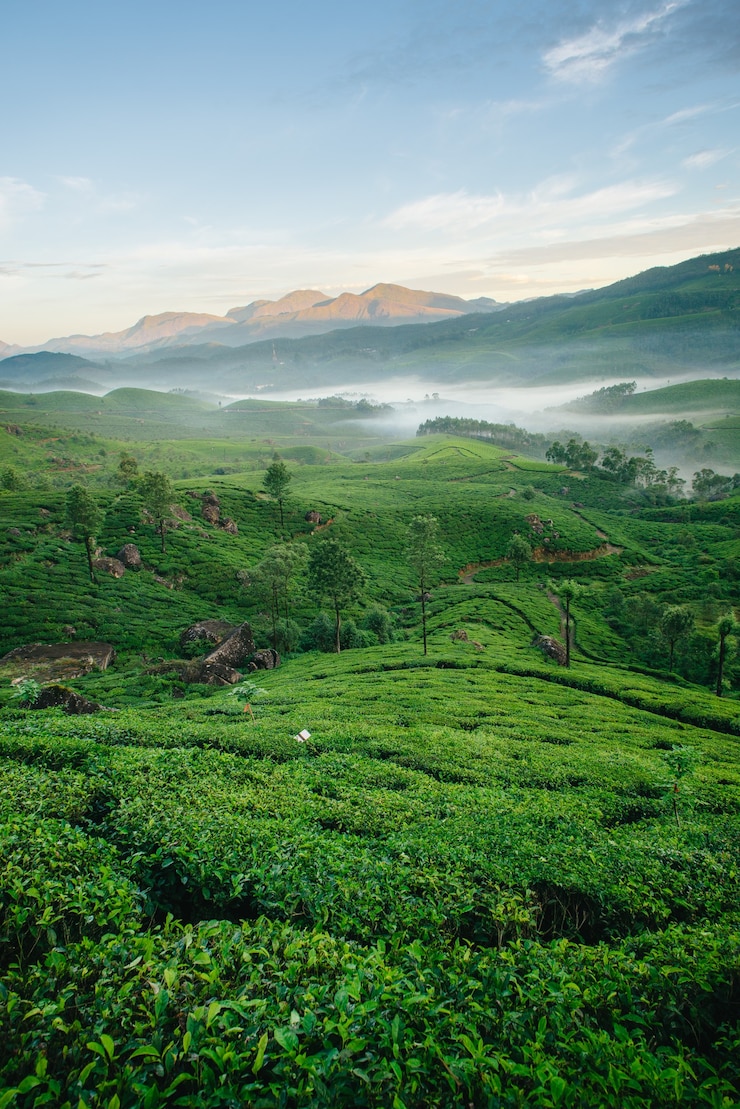 Munnar tea plantations with fog in early morning
