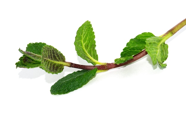 Munt of mentha tak met bladeren geïsoleerd op wit