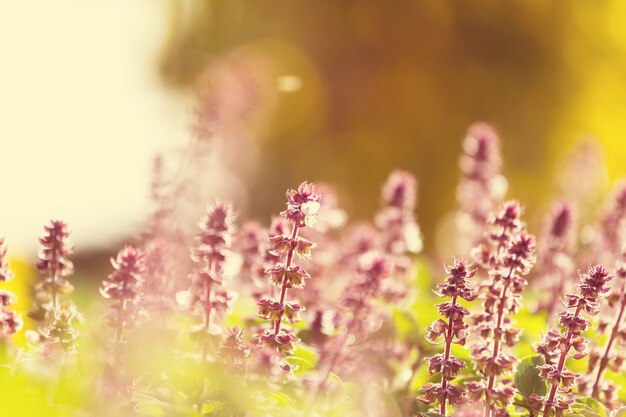 Foto muntbloemen in tuin