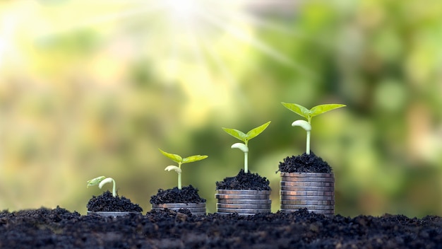 Munten en planten worden op een stapel munten gekweekt voor financiën en bankieren.