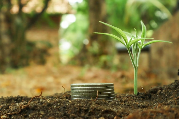 Munten in de grond met groene plant op onscherpe achtergrond Geld besparen concept