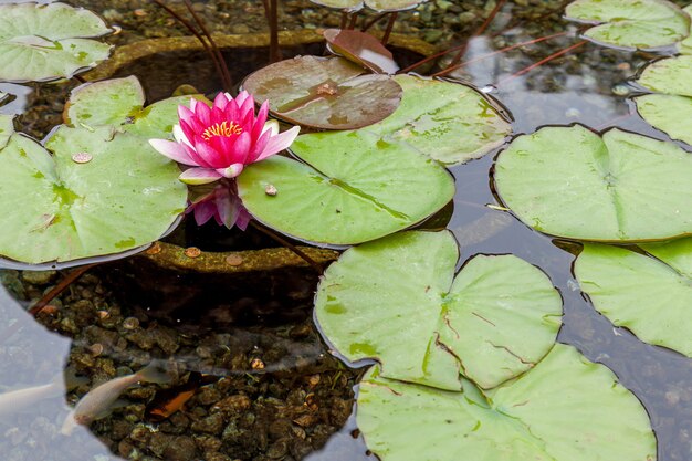 Munten in een waterlelie (nymphaeaceae) vijver