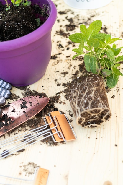 Muntplant in een kleine plantpot planten.