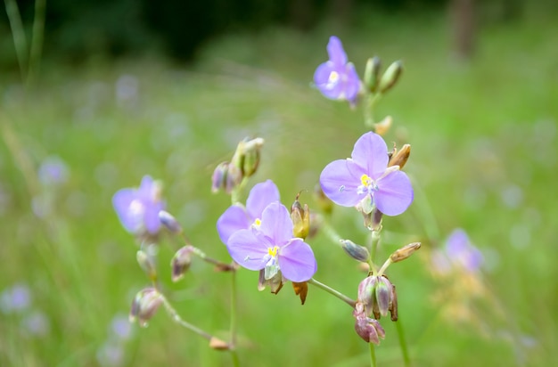 필드에 Murdannia giganteum 꽃