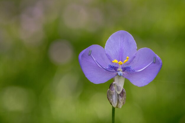 Murdannia giganteum flower