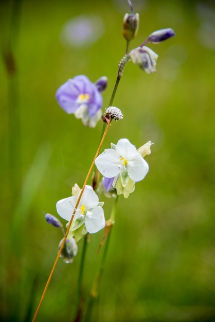 Photo murdannia giganteum is blooming