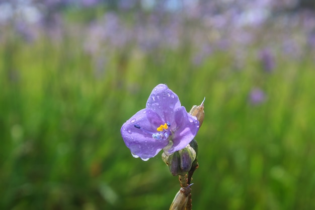 Murdannia giganteum, Thaise paarse bloem en dennenbos