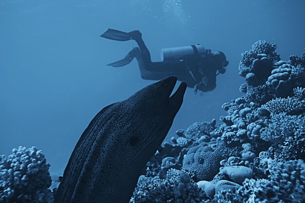 murene onder water, natuurfoto wilde slang roofdier marine in de oceaan