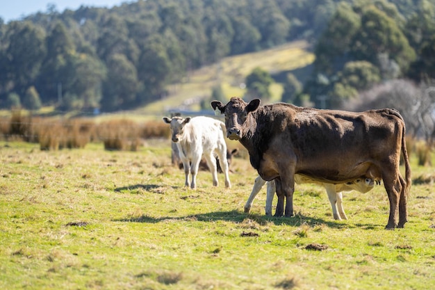 Photo murray grey cows on a farm in america texas