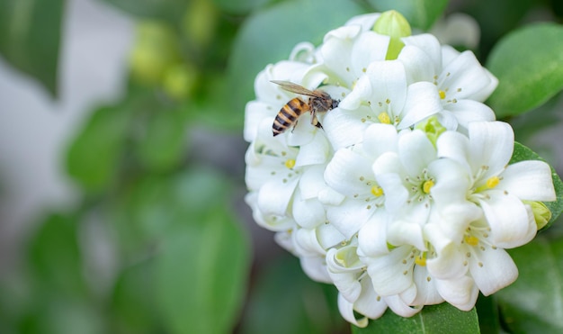 Murraya paniculata 또는 이름 Orang Jessamine China Box Tree Andaman Satinwood 중국 회양목 부시