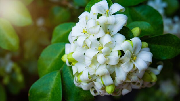 Murraya paniculata of naam Orang Jessamine China Box Tree Andaman Satinwood Chinese Boxwood struik