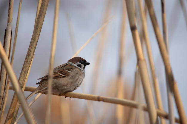 mus op de takken van riet tegen de blauwe lucht