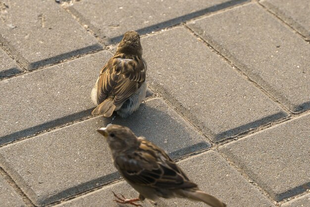 Mus op straatstenen