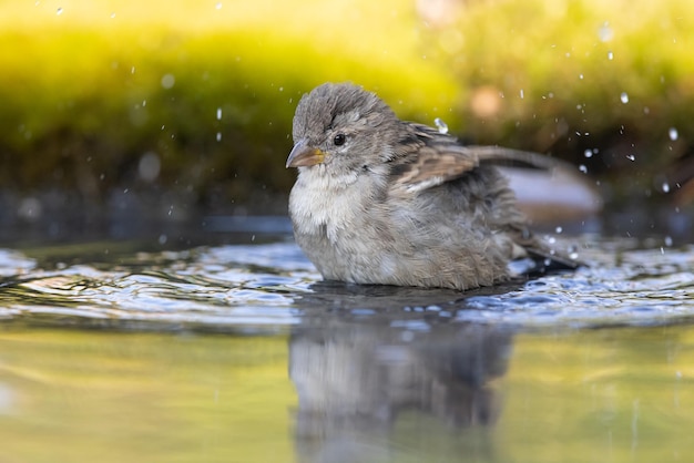 Mus Passer domesticus een jonge mus is aan het baden