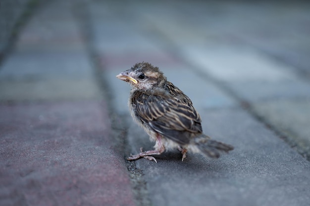 Mus viel uit het nest