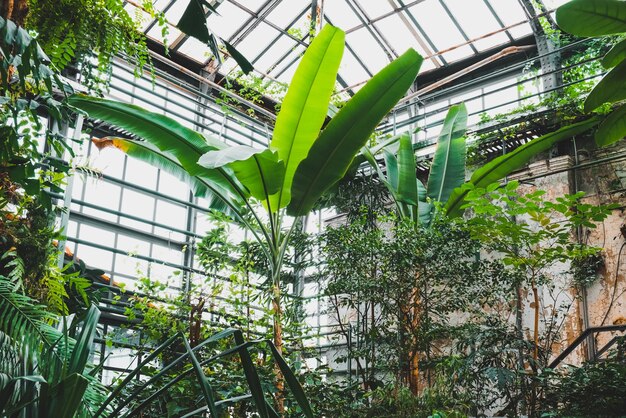 Musa plant in greenhouse