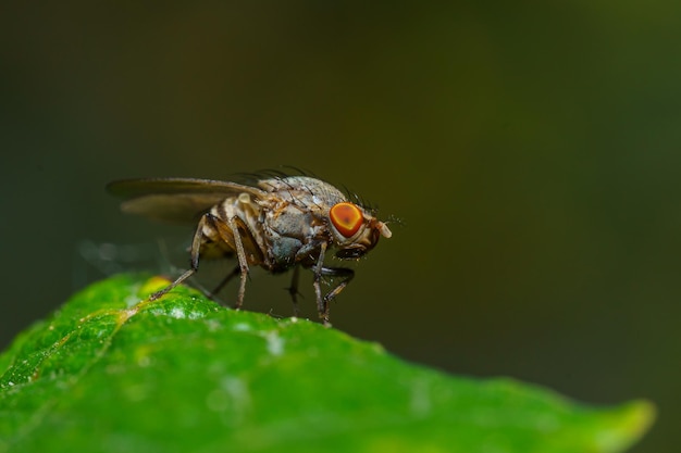 Musca autumnalis de gezichtsvlieg of herfsthuisvlieg is een plaag van runderen en paarden selectieve focus imag