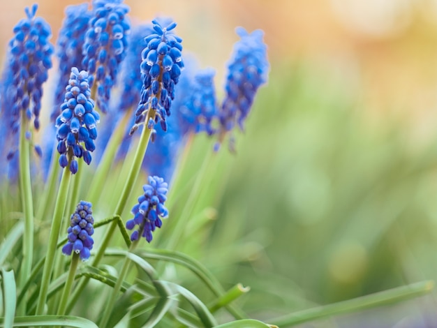 푸른 꽃과 Muscari armeniacum 공장입니다.