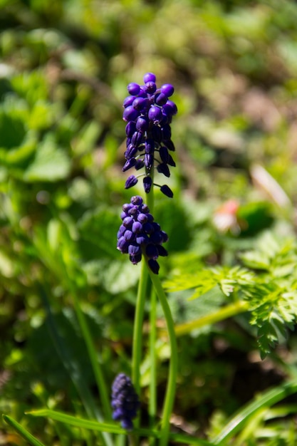 Muscari blauwe druif hyacint bloem in de tuin