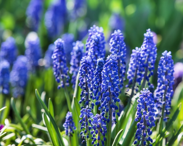 Muscari. Blauwe Lentebloemen