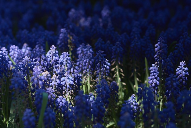 Muscari-bloem of druifhyacint Licht en schaduw Bloementuin