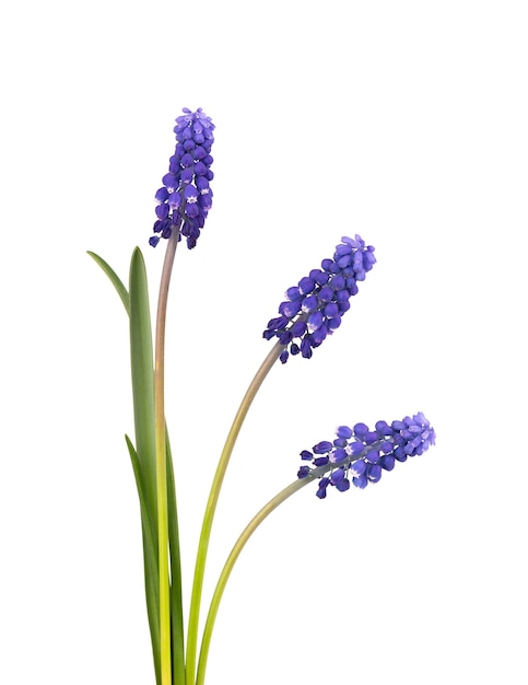 Muscari bloemen geïsoleerd op een witte achtergrond. Druivenhyacint. Mooie lentebloemen.