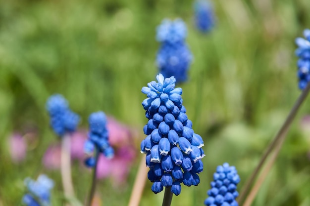 Muscari bloom on the lawn in the garden Muscari lat Muscari is a genus of bulbous plants