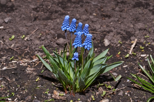 Muscari bloom on the lawn Muscari is a genus of bulbous plants in the Asparagaceae family