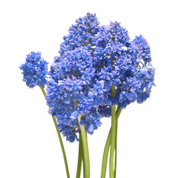 Photo muscari blue spike isolated on white background spring concept flowers bouquet grape hyacinth