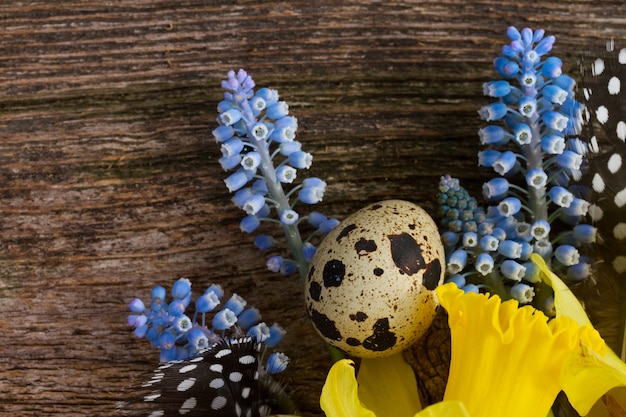 Muscari and  daffodil  flowers with feathers and eggs