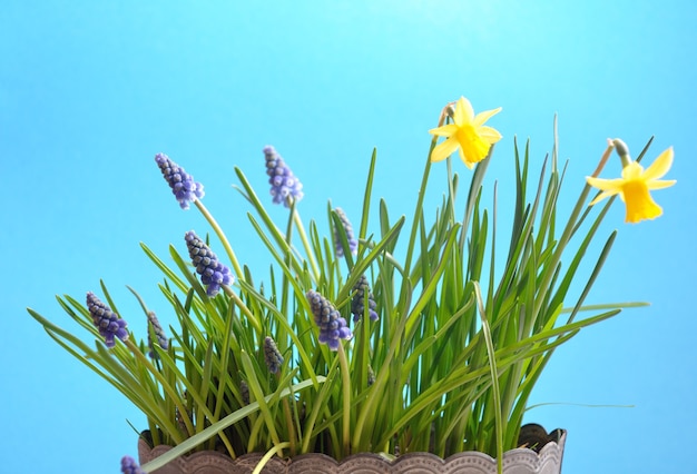 Muscari and daffodils