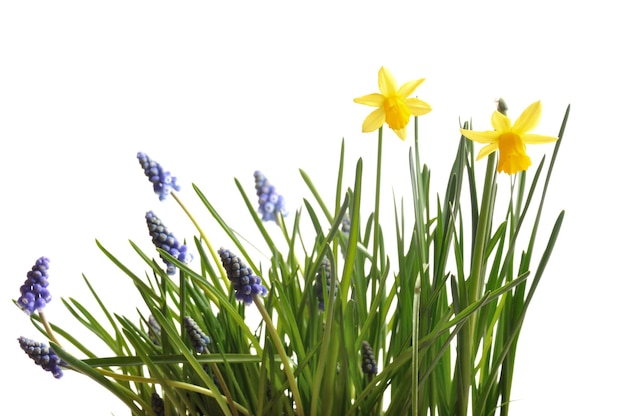 Foto muscari e narcisi