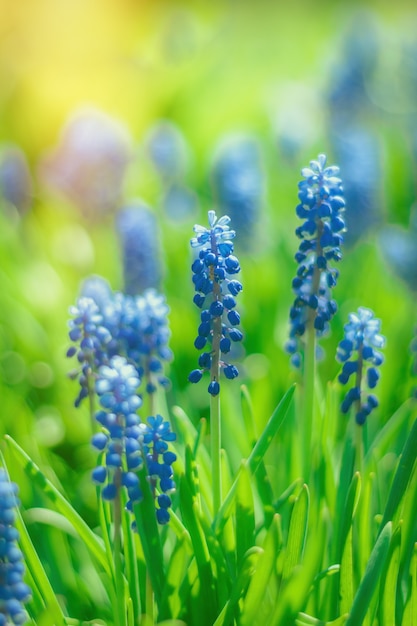 Muscari flower in summer in the garden