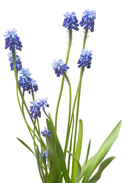 Muscari flowers blue grape hyacinth isolated on white background. Spring concept. Flat lay, top view