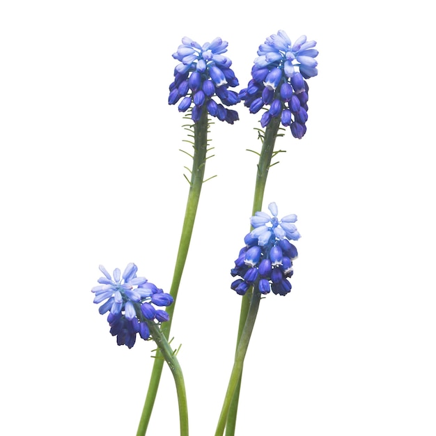 Muscari 꽃 블루 포도 히아신스 흰색 배경에 고립. 봄 개념입니다. 평평한 평지, 평면도