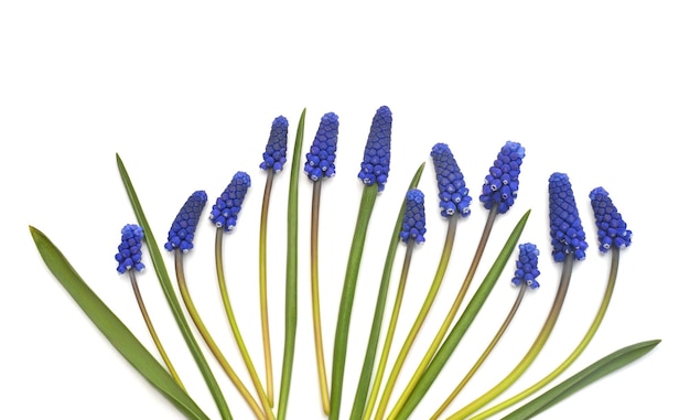 ムスカリの花青いブドウヒヤシンスは白い背景で隔離春のコンセプトフラットレイ上面図