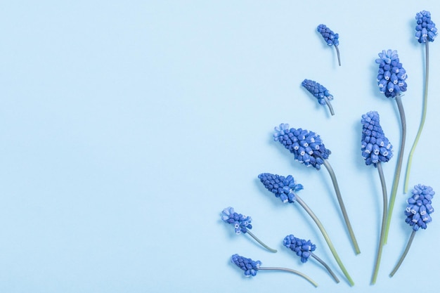 파란색 종이 배경에 Muscari 꽃