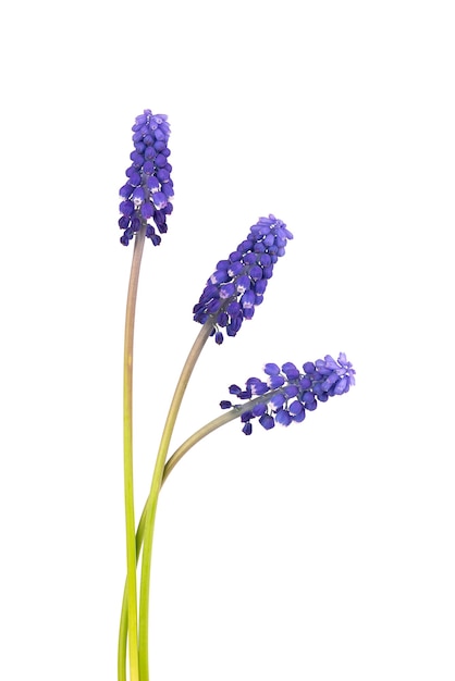 Muscari 꽃 흰색 배경에 고립입니다. 포도 히아신스. 아름 다운 봄 꽃입니다.