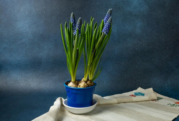 Muscari flowers in a pot