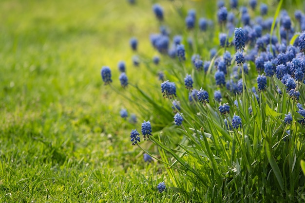 Muscari flowers in warm sunshine on a blurred background