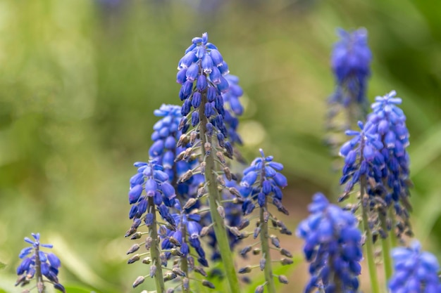 Muscari fresh blue flowers in the park First spring flowers closeup selective focus