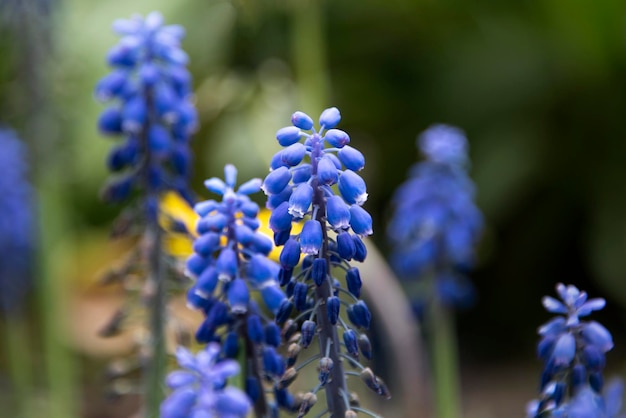 Muscari fresh blue flowers in the park First spring flowers closeup selective focus