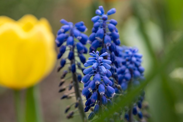 Мускари свежие голубые цветы в парке Первые весенние цветы крупным планом селективный фокус