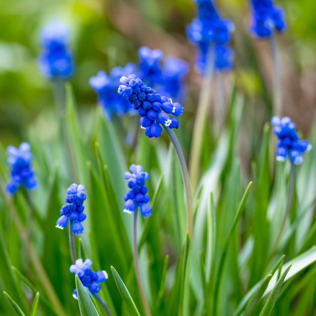 Muscari, grape hyacinth, dark blue bluebells plant in garden, in spring. Small flowers urn-shaped, floral pattern, nature background. Selective focus, blurred green bokeh. Grass, flowering field.