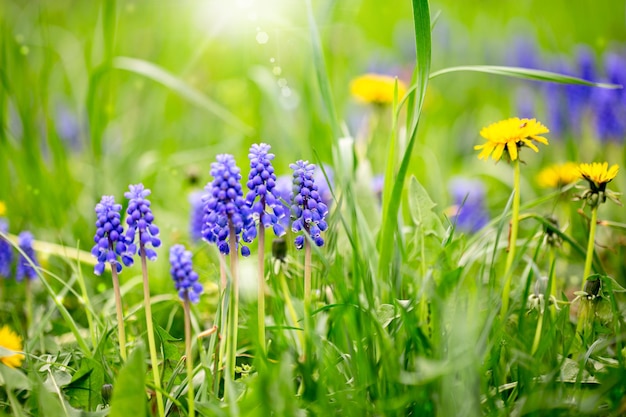 Muscari grape hyacinth flowers and dandelions