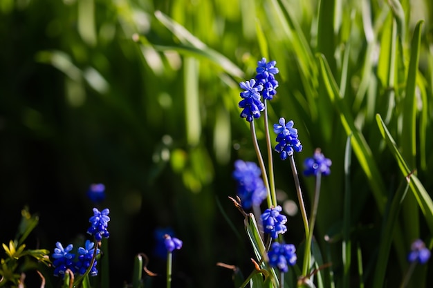 Muscari Hyacinth blue flowers grow on a flower bed in spring, beautiful light falls,