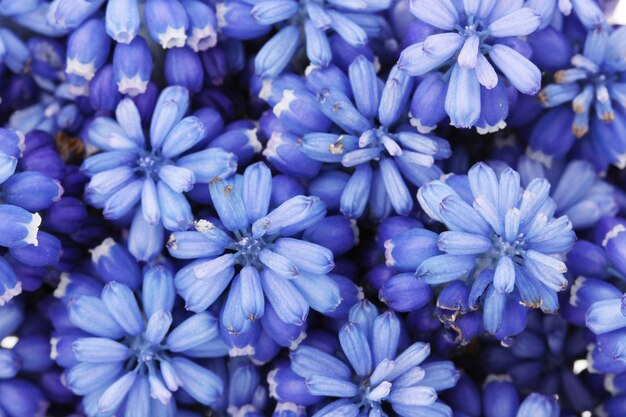 Muscari hyacinth closeup