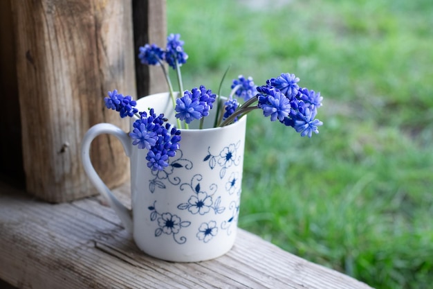 Muscari in vaas buiten