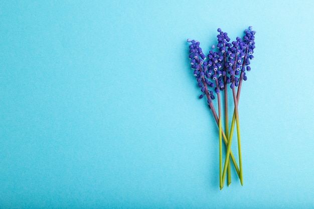 muscari or murine hyacinth flowers on blue pastel background. top view, flat lay, copy space