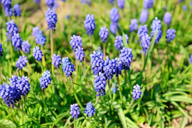 Muscari negatum bloeit in de lentetuin